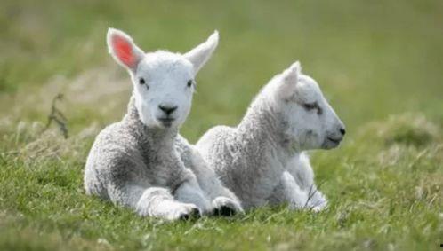 不是羔羊,非羔羊的异彩人生